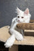 Angel | maine coon kitten
