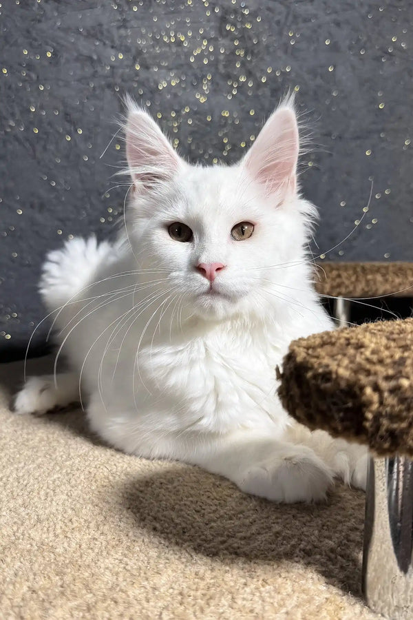 Angel | maine coon kitten