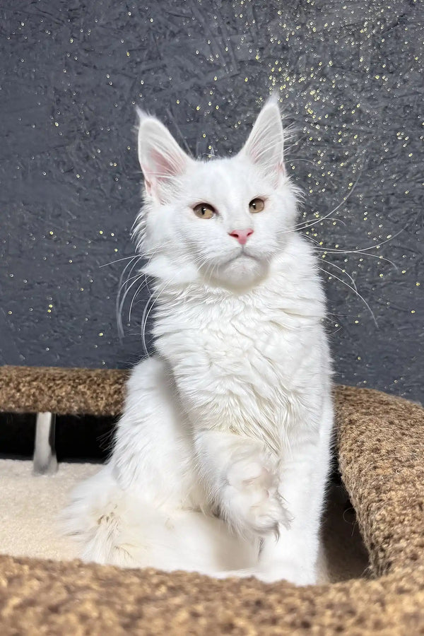 Angel | maine coon kitten