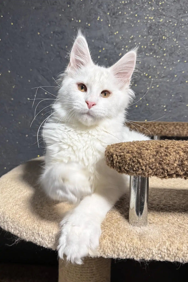 Angel | maine coon kitten