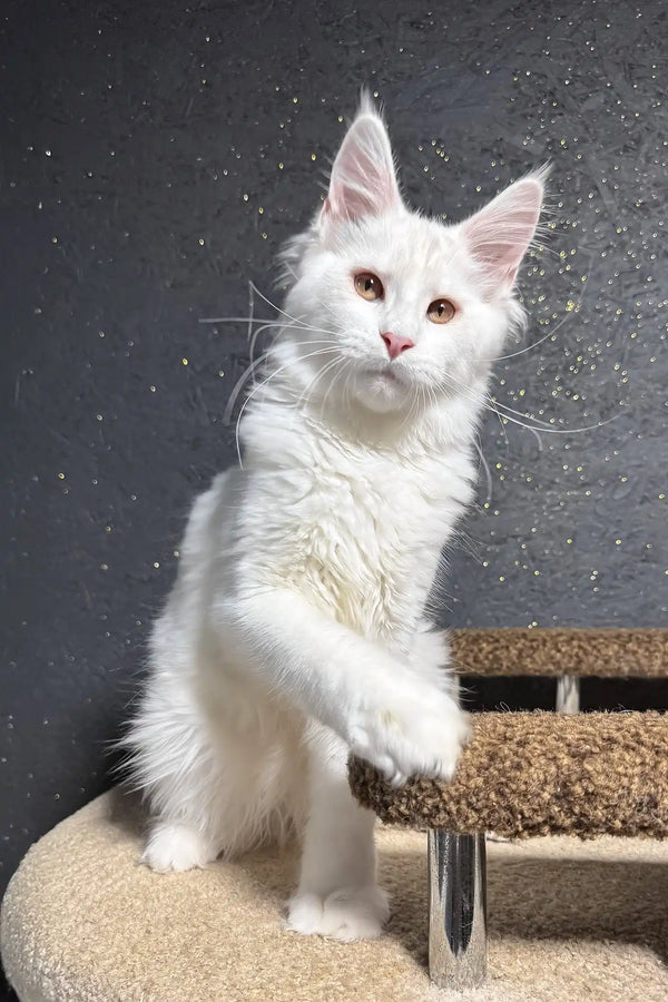 Angel | maine coon kitten