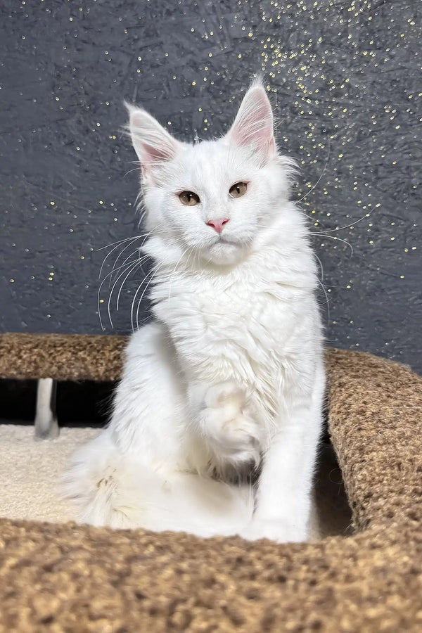 Angel | maine coon kitten