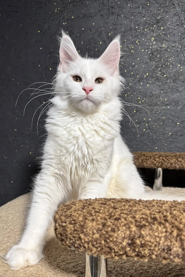 Angel | maine coon kitten