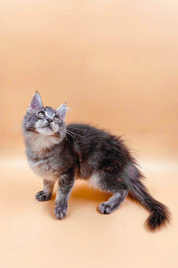 Fluffy gray and white Maine Coon kitten with alert eyes looking up
