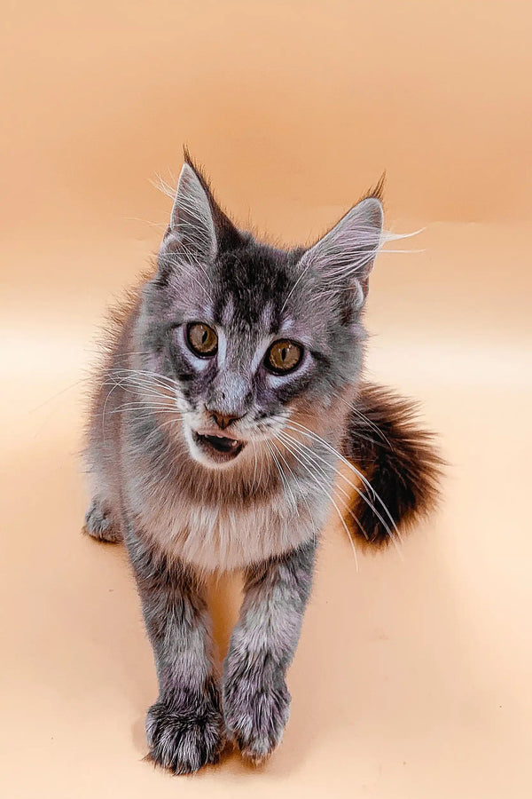 Gray and white Maine Coon kitten with ear tufts and fluffy fur for Angel product