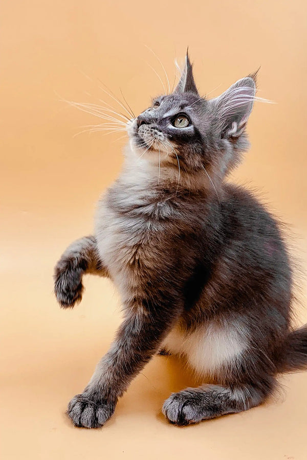 Gray and white Maine Coon kitten sitting with paw raised, looking adorably upward