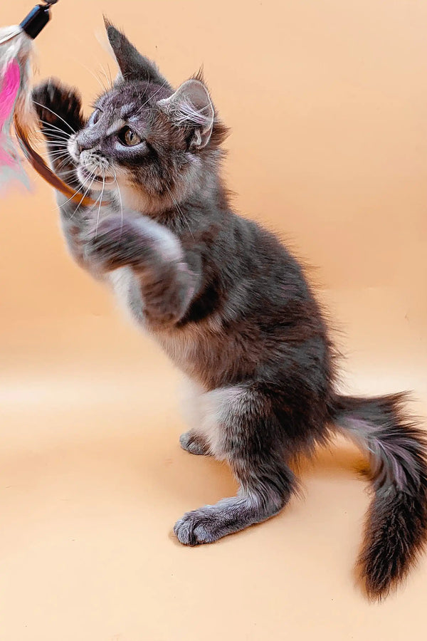 Playful Maine Coon kitten reaching for a toy with its adorable paw