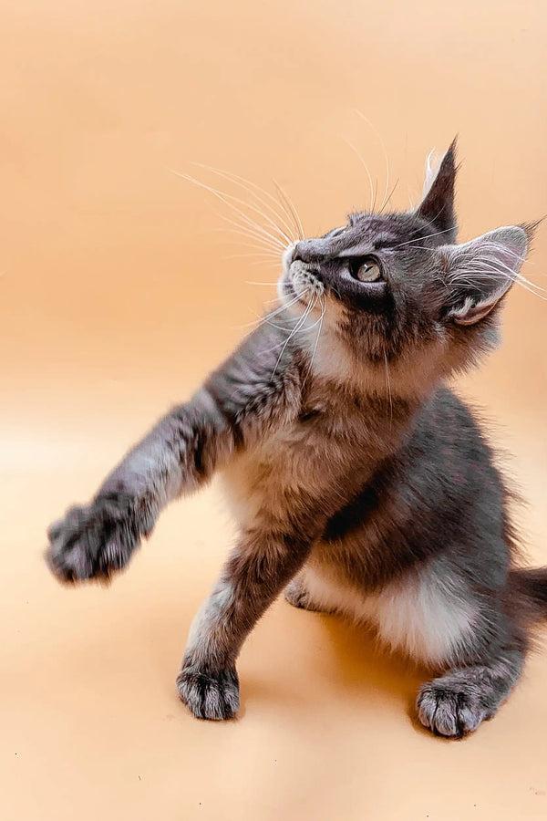 Gray Maine Coon kitten with outstretched paw and alert expression ready for play