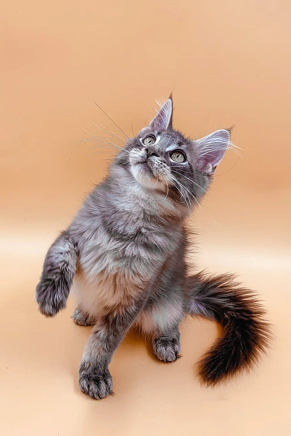 Gray tabby Maine Coon kitten sitting upright with head tilted back, super cute!