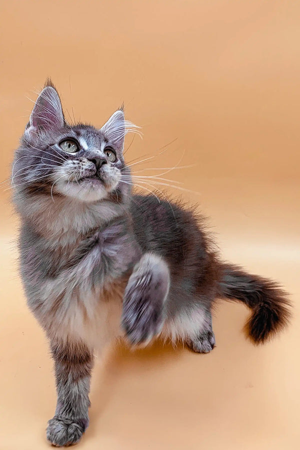 Long-haired gray and white Maine Coon kitten with an alert expression looking up