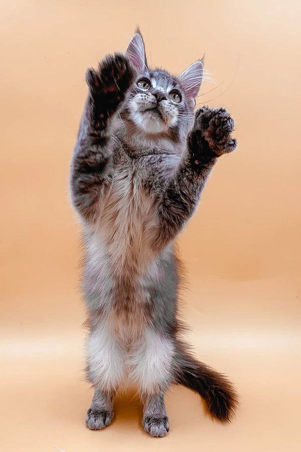 Playful Maine Coon kitten standing on hind legs with one paw raised, full of energy