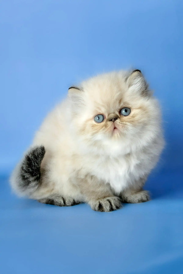 Angel | persian kitten