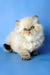 Angel | persian kitten