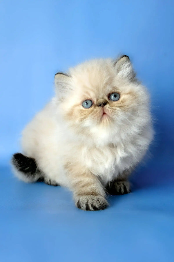 Angel | persian kitten