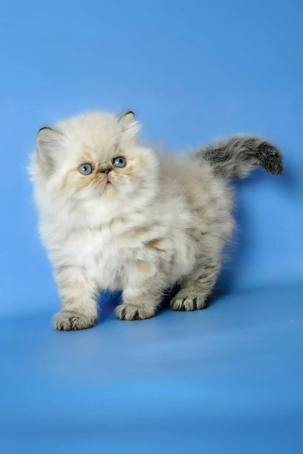 Angel | persian kitten