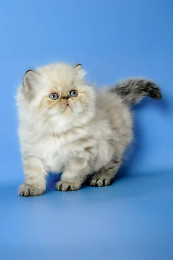 Angel | persian kitten