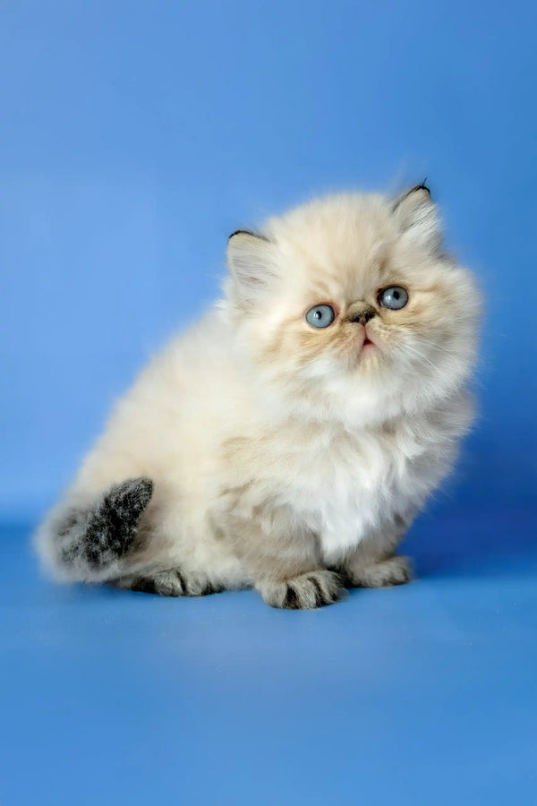 Angel | persian kitten