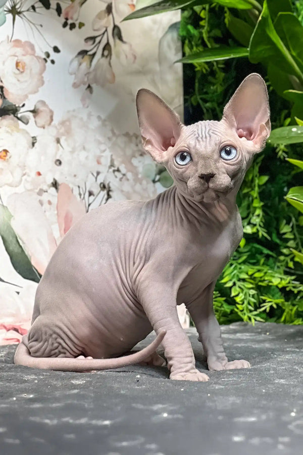 Angelo | sphynx kitten