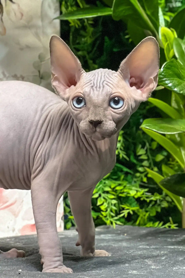 Angelo | sphynx kitten