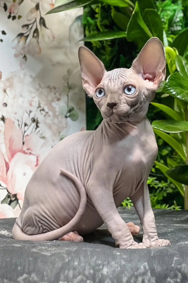 Angelo | sphynx kitten