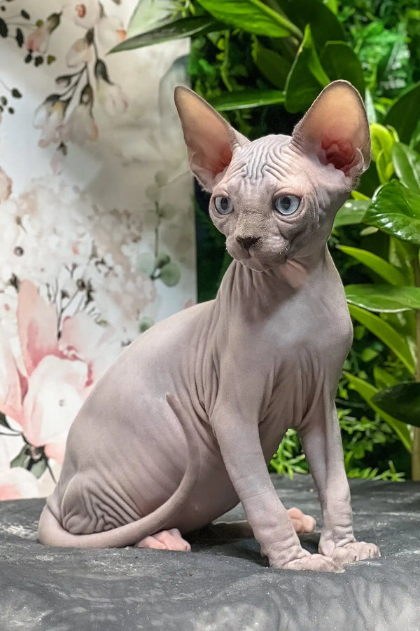 Angelo | sphynx kitten
