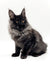 Long-haired black Maine Coon kitten with striking yellow eyes lounging around