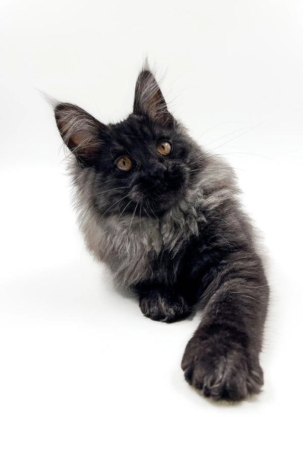 Fluffy black Maine Coon kitten with golden eyes and ear tufts, perfect for your home