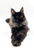 Fluffy black Maine Coon kitten with bright yellow eyes for Angelos product