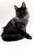 Fluffy black Maine Coon kitten with yellow eyes from Angelos Maine Coon Kitten collection