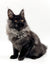 Fluffy black Maine Coon kitten with yellow eyes in Angelos Maine Coon Kitten product