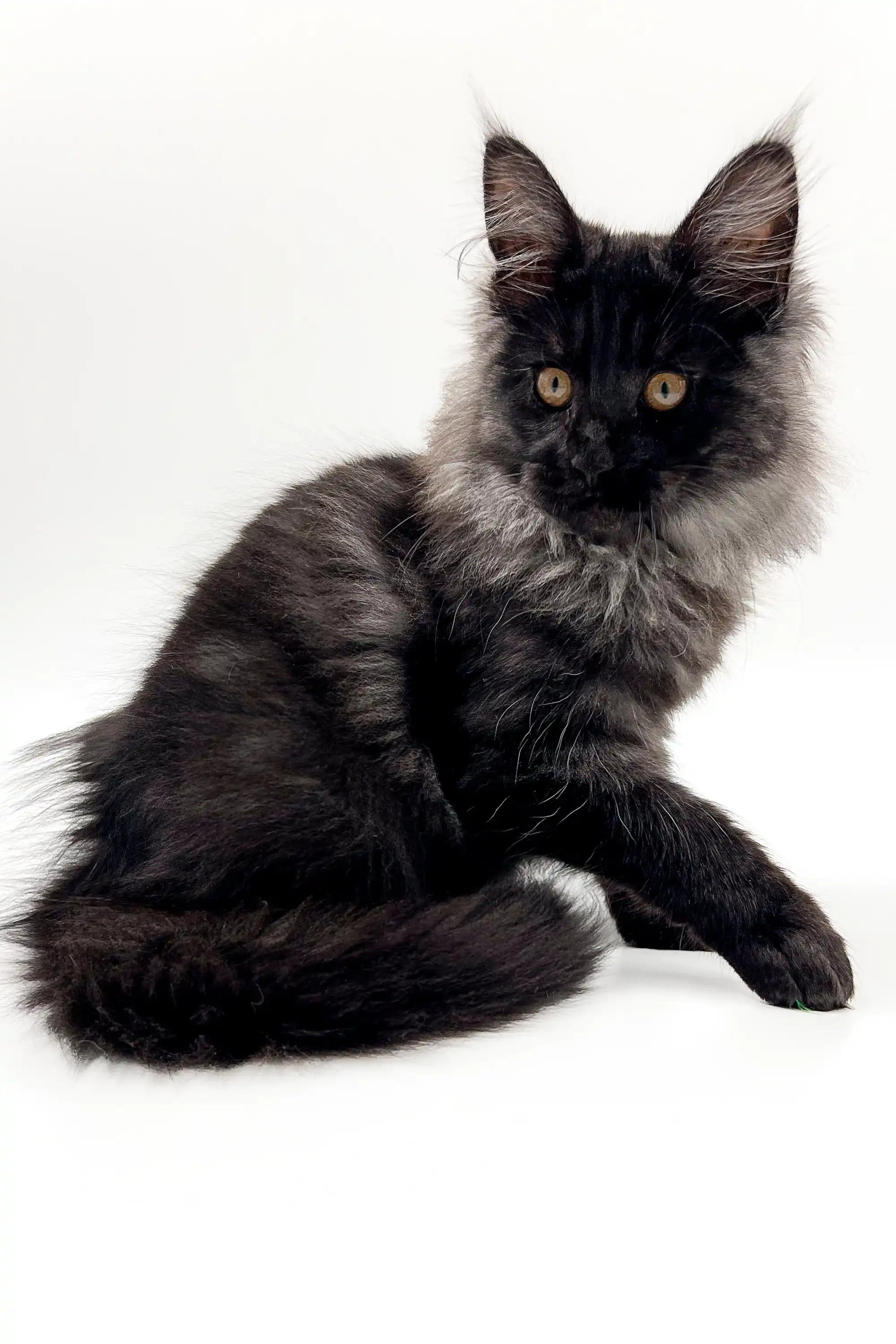 Maine Coon Kittens for Sale Angelos | Kitten