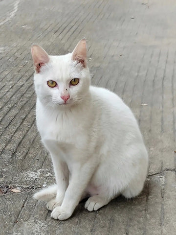 Unlocking the Secrets of Khao Manee Cats