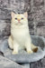 Cream-colored British Shorthair kitten with blue eyes named Anjelo