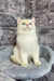 Cream-colored British Shorthair kitten named Anjelo with striking blue eyes