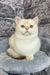 Cream-colored British Shorthair kitten named Anjelo with captivating blue eyes