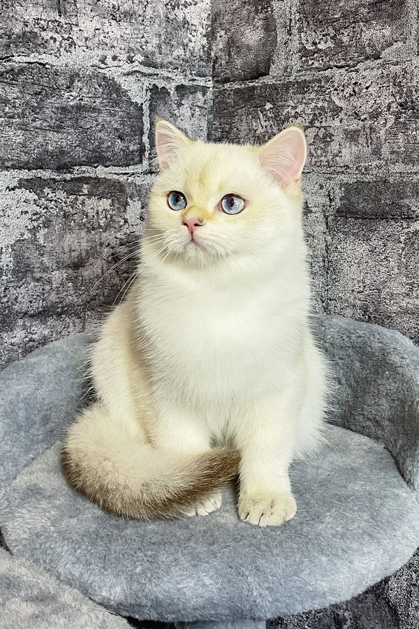 Cream-colored British Shorthair kitten Anjelo with stunning blue eyes