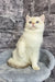 Cream-colored British Shorthair kitten named Anjelo with stunning blue eyes