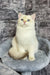 Cream-colored British Shorthair kitten Anjelo with striking blue eyes