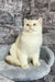 Adorable White British Shorthair Kitten named Anjelo with striking blue eyes