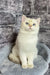 Cute white British Shorthair kitten Anjelo with stunning blue eyes