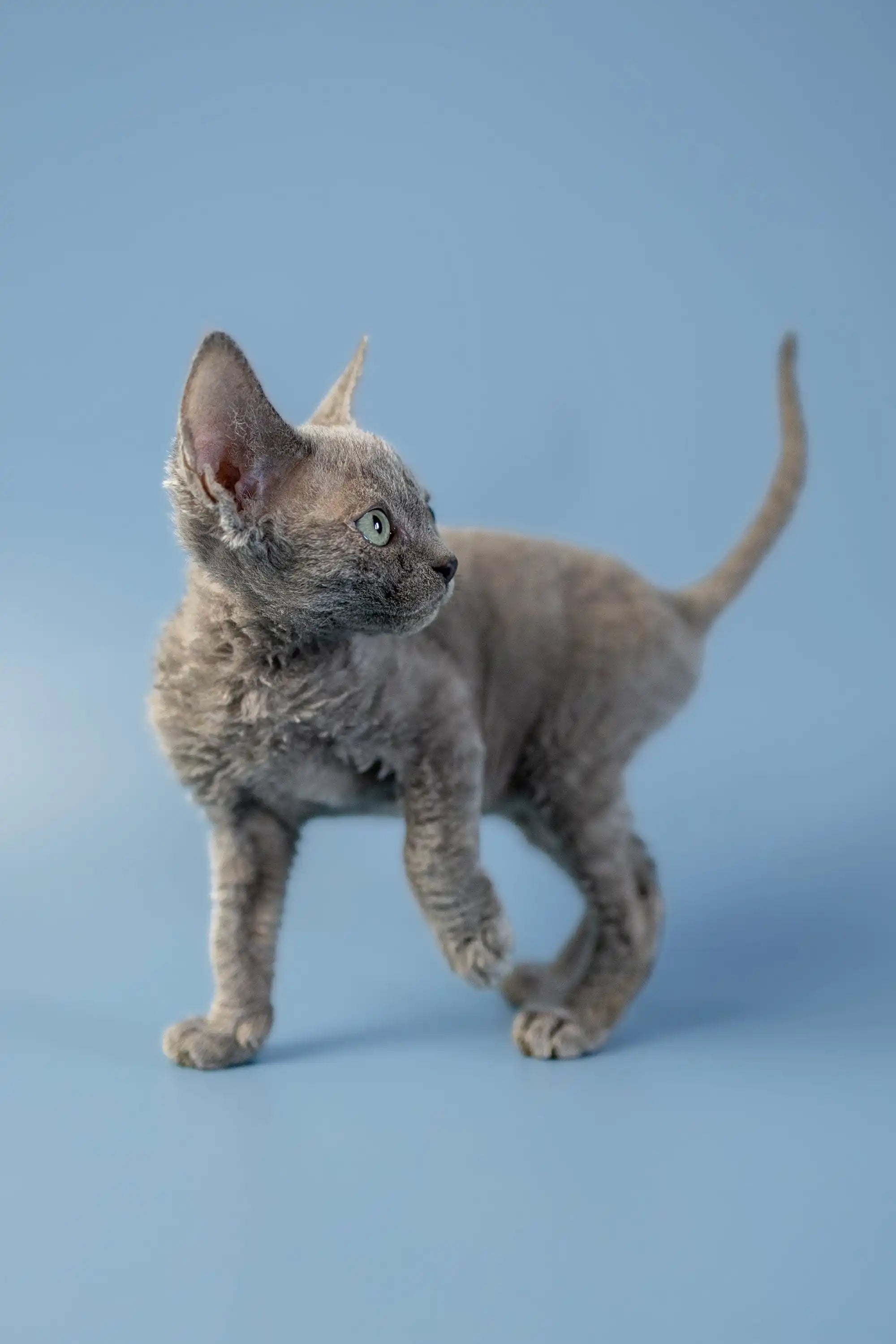 Devon Rex Kittens For Sale Anna | Kitten