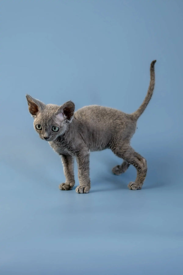 Gray Devon Rex kitten with big ears and a thin tail standing on a smooth surface