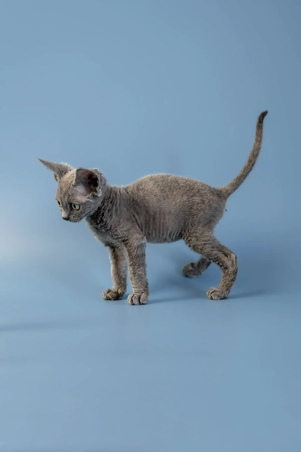 Gray hairless Devon Rex kitten Anna with wrinkled skin standing on a plain surface