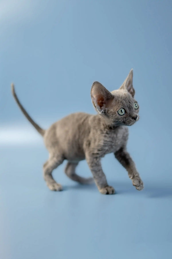Hairless Devon Rex kitten with wrinkled skin and big ears, named Anna