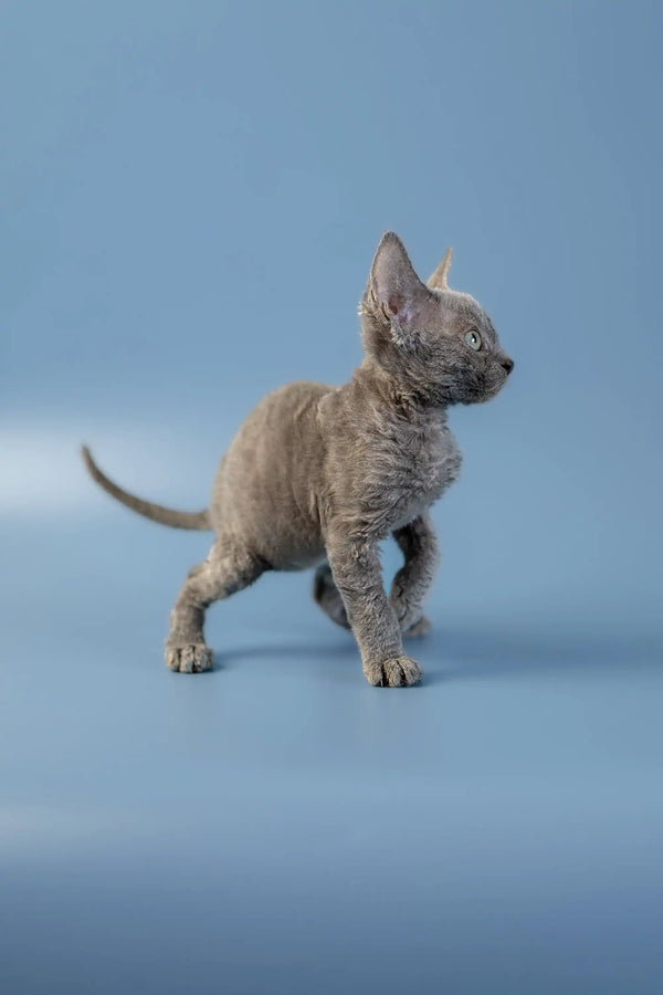 Cute Devon Rex kitten with wrinkled skin and large ears standing on a surface