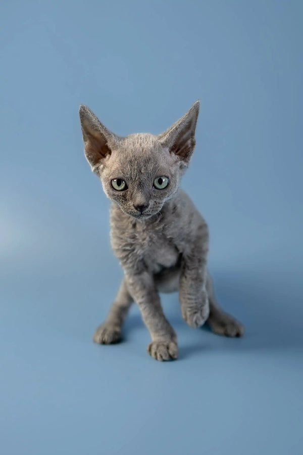 Gray Devon Rex kitten with big ears and wrinkled skin from Anna | Devon Rex Kitten