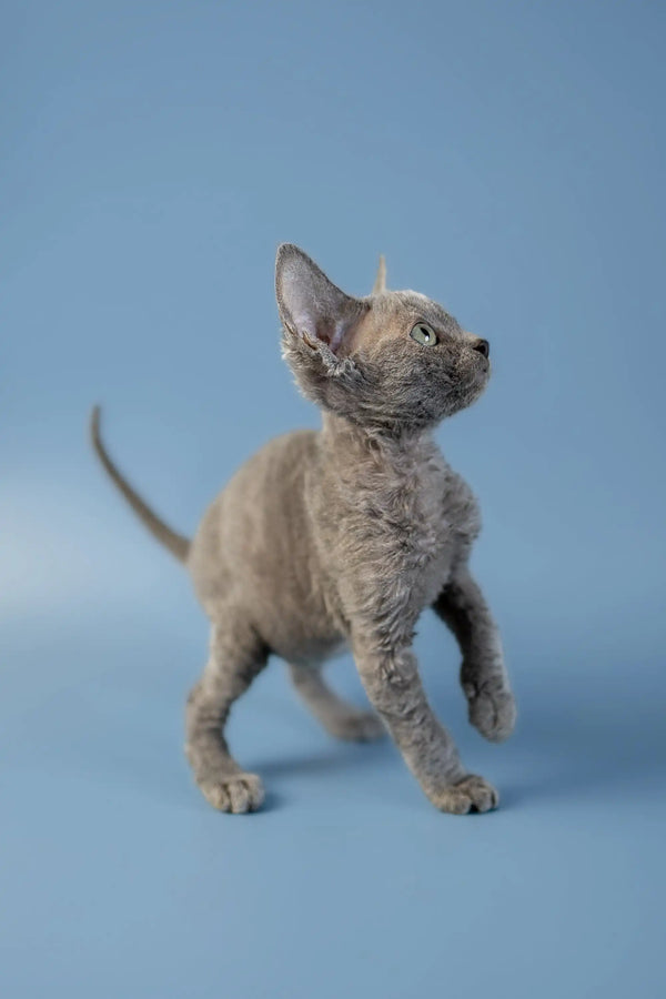 Gray Devon Rex kitten with big ears standing alert on a plain surface