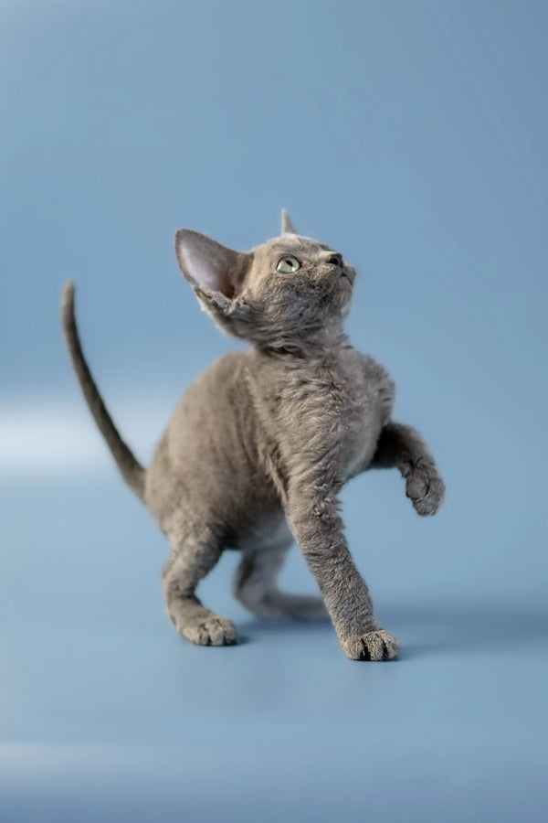 Gray Devon Rex kitten with big ears in a playful pose, perfect for pet lovers
