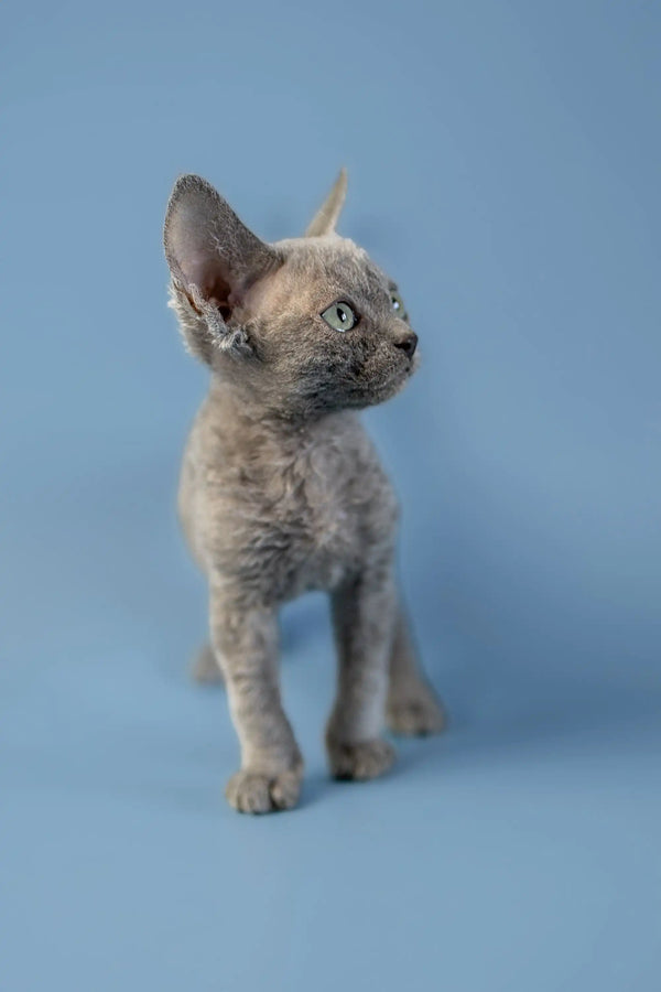 Gray Devon Rex kitten with big ears and curly fur, perfect for cuddles and playtime