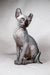 Hairless Sphynx cat Anna sits upright showing her golden eyes, a perfect elf kitten!